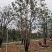 移栽全冠多杆香樟桂花广玉兰朴树香泡香橼香柚自家苗圃基