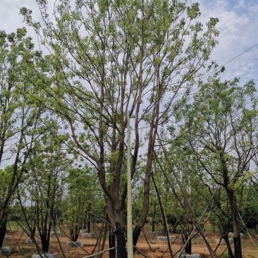 移栽全冠多杆香樟桂花广玉兰朴树香泡香橼香柚自家苗圃基