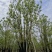 移栽全冠多杆香樟桂花广玉兰朴树香泡香橼香柚自家苗圃基