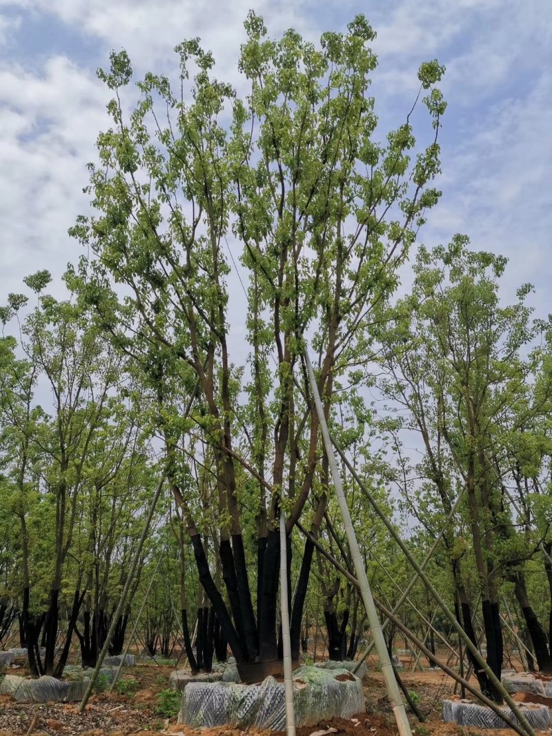 移栽全冠多杆香樟桂花广玉兰朴树香泡香橼香柚自家苗圃基