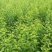 清脆李子树苗、凤凰李子，半边红李子，品种保证、量大从优