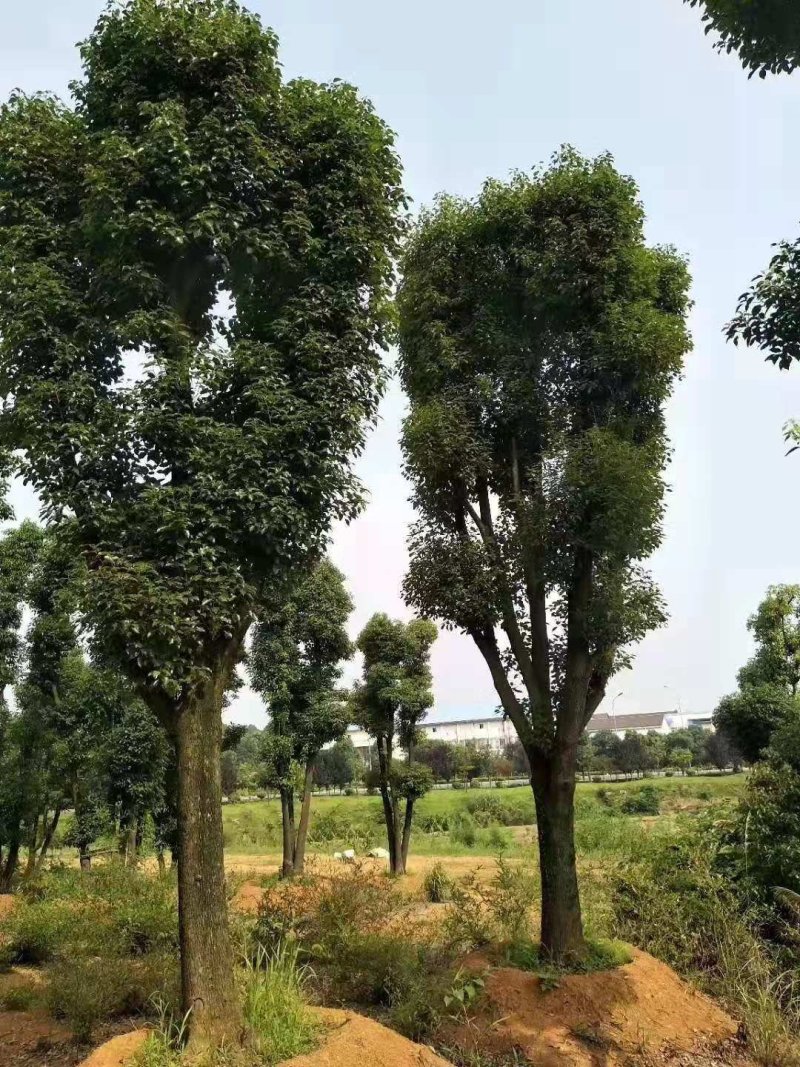 骨架香樟桂花朴树香泡香橼香柚自家苗圃基地直供