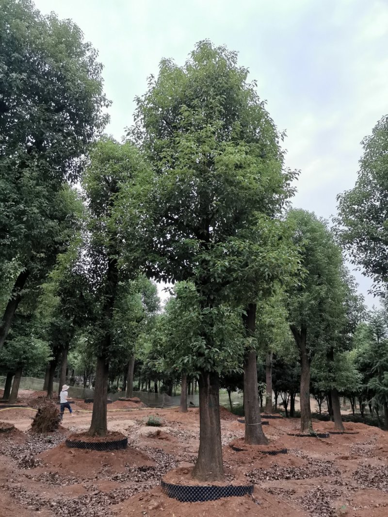 骨架香樟桂花朴树香泡香橼香柚自家苗圃基地直供