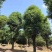 骨架香樟桂花朴树香泡香橼香柚自家苗圃基地直供