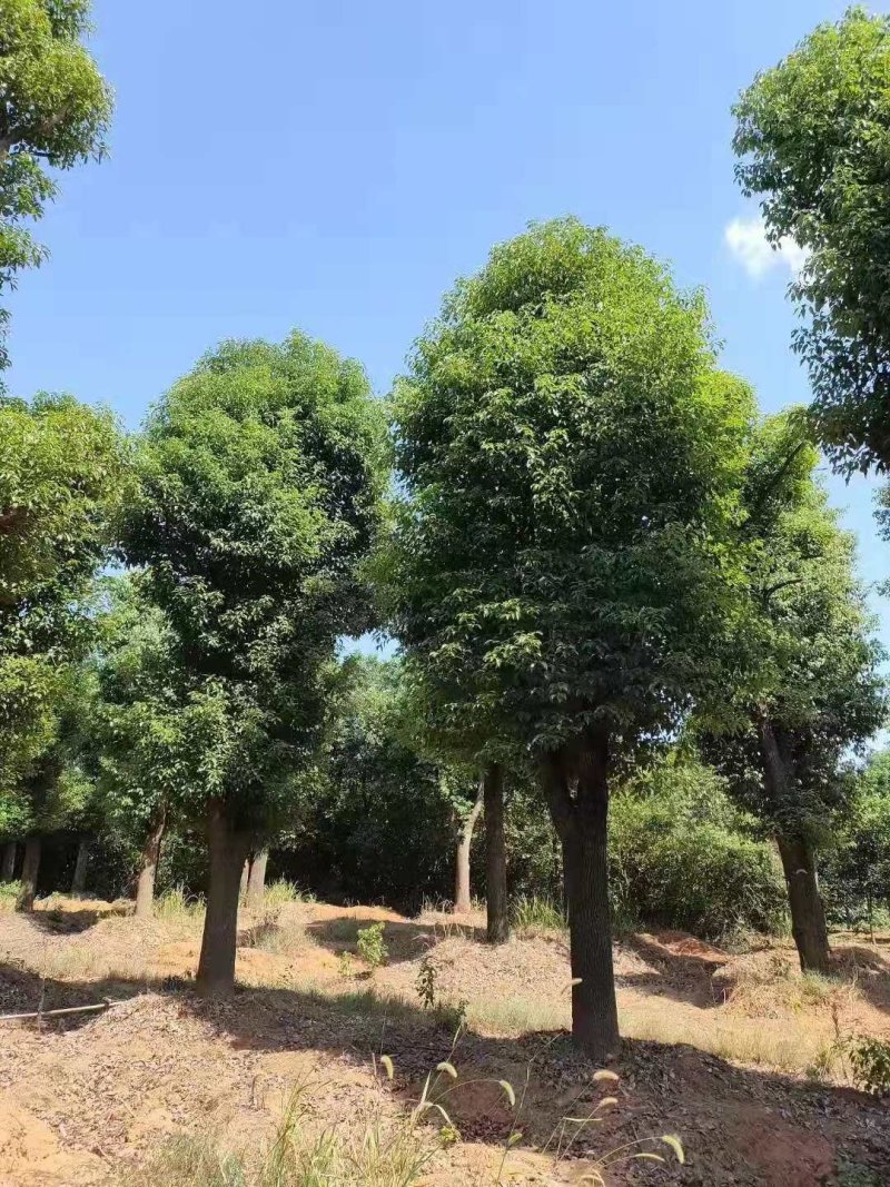 骨架香樟桂花朴树香泡香橼香柚自家苗圃基地直供