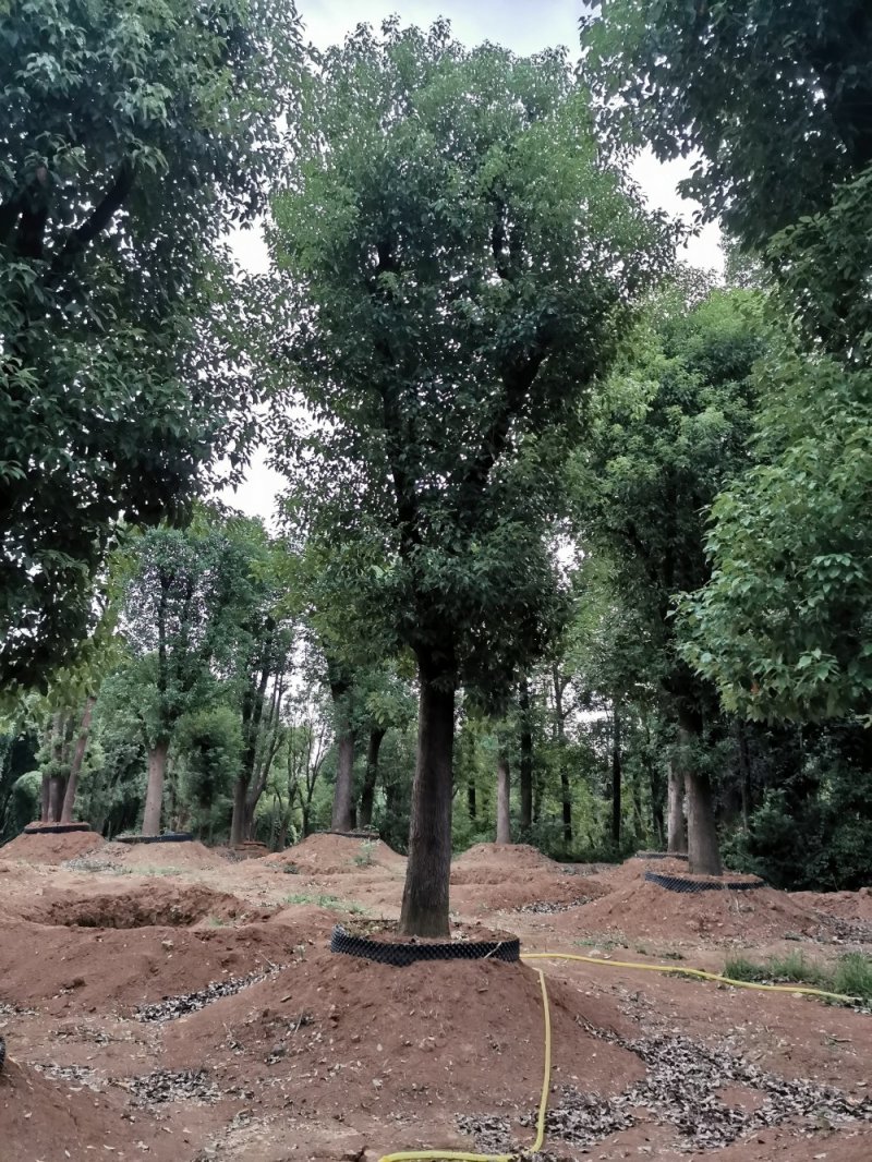 骨架香樟桂花朴树香泡香橼香柚自家苗圃基地直供