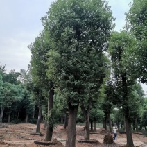骨架香樟桂花朴树香泡香橼香柚自家苗圃基地直供