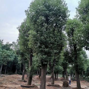 骨架香樟桂花朴树香泡香橼香柚自家苗圃基地直供