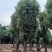 骨架香樟桂花朴树香泡香橼香柚自家苗圃基地直供