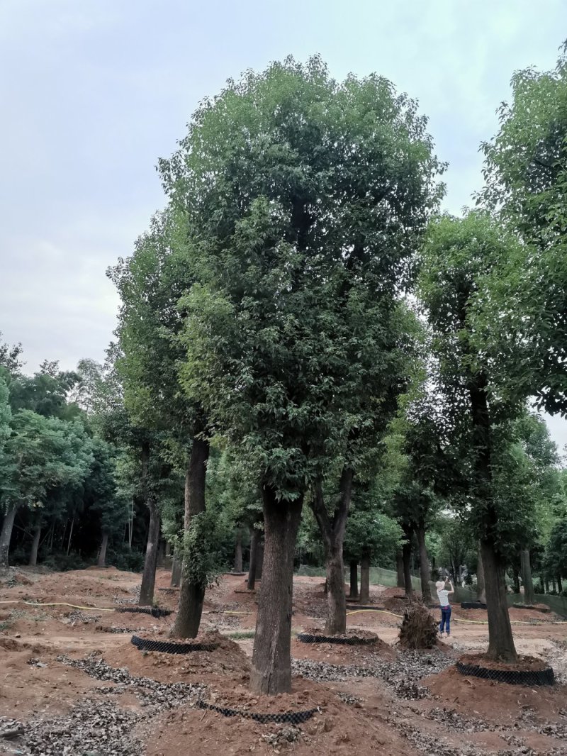 骨架香樟桂花朴树香泡香橼香柚自家苗圃基地直供