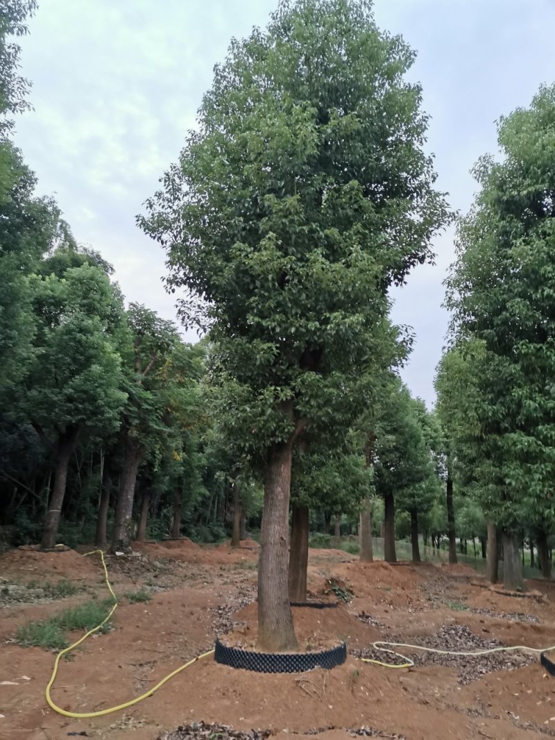 骨架香樟桂花朴树香泡香橼香柚自家苗圃基地直供