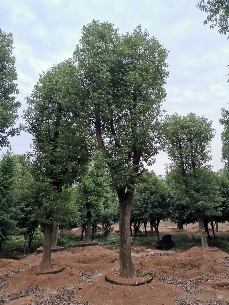 骨架香樟桂花朴树香泡香橼香柚自家苗圃基地直供