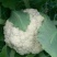 （精品）白面青梗散花，提供包装，诚信代办，畅销全国各地