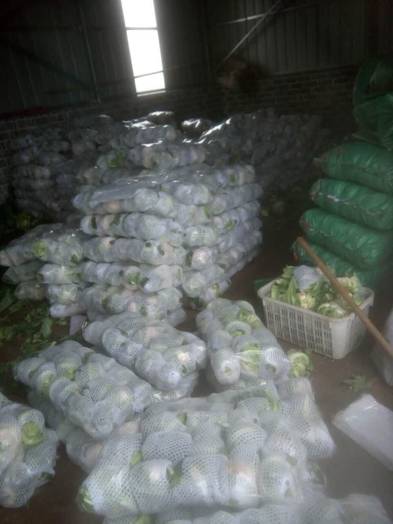 （精品）白面青梗散花，提供包装，诚信代办，畅销全国各地