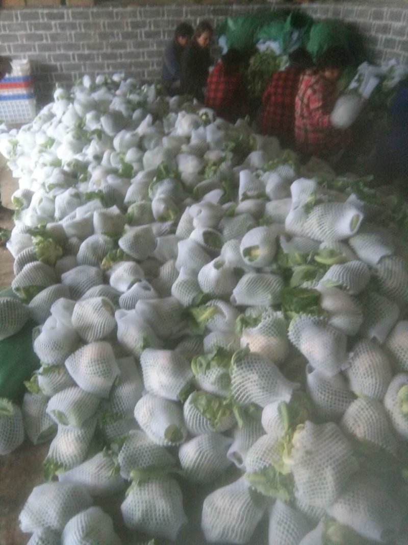 （精品）白面青梗散花，提供包装，诚信代办，畅销全国各地