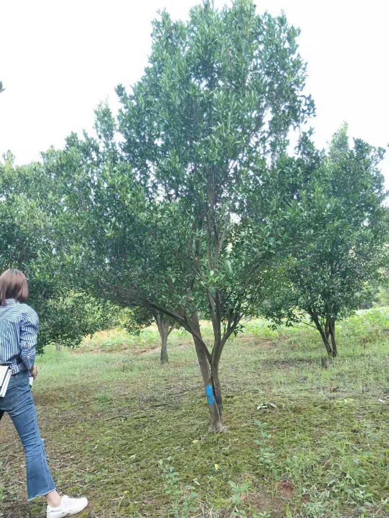 胡柚丛生胡柚农户一手货源质量保证手续齐全