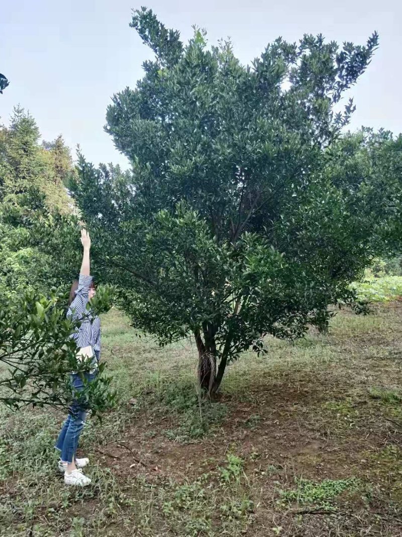 胡柚丛生胡柚农户一手货源质量保证手续齐全