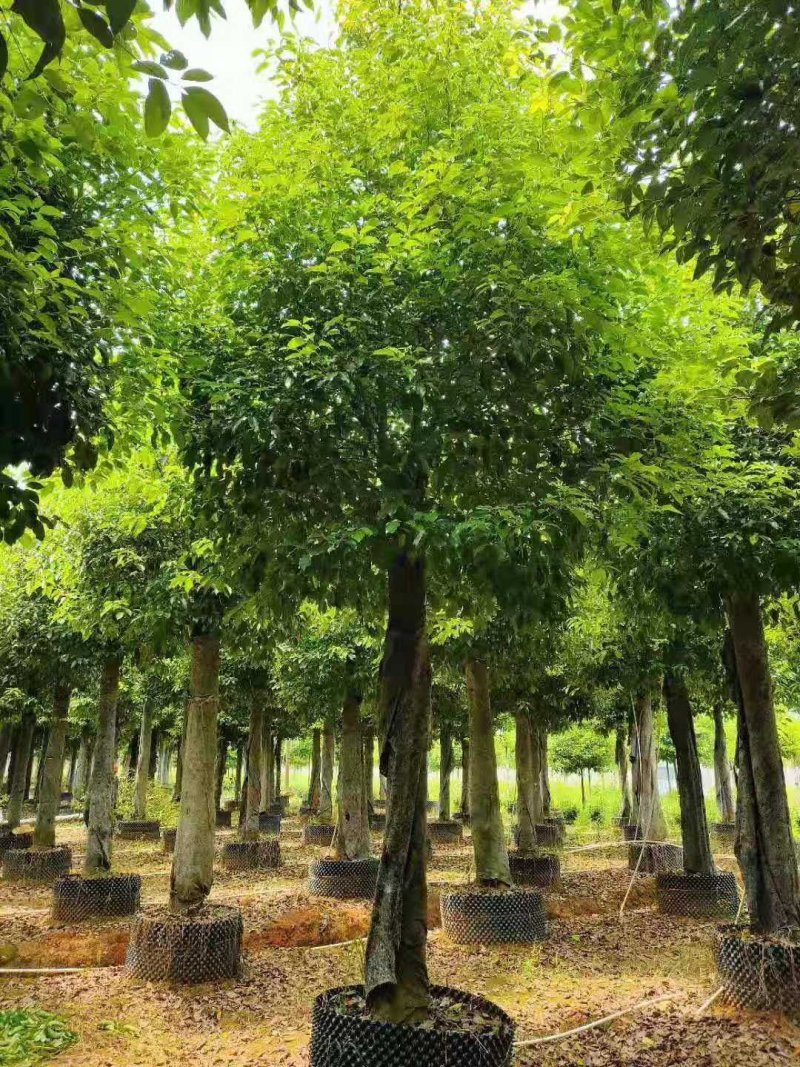 袋苗香樟容器发帽香樟丛生香樟多杆香樟多头香樟