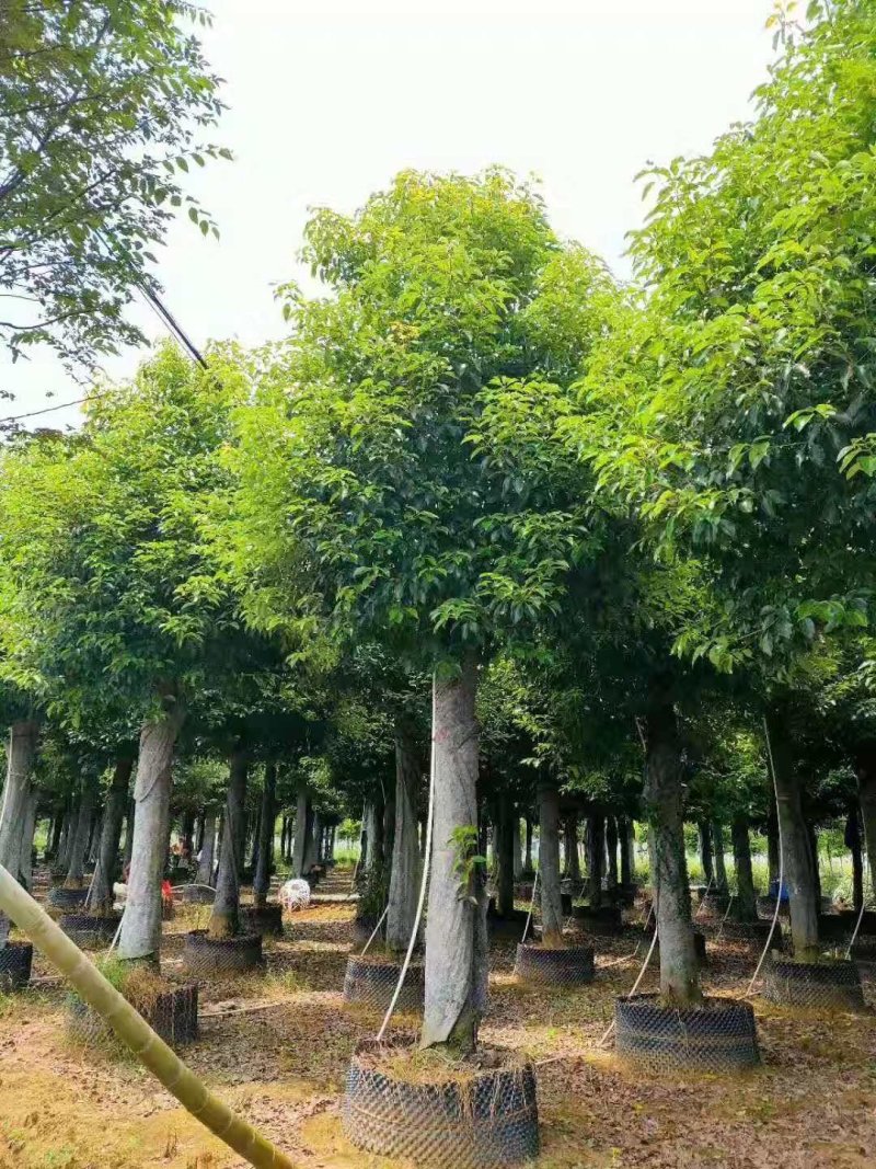 袋苗香樟容器发帽香樟丛生香樟多杆香樟多头香樟