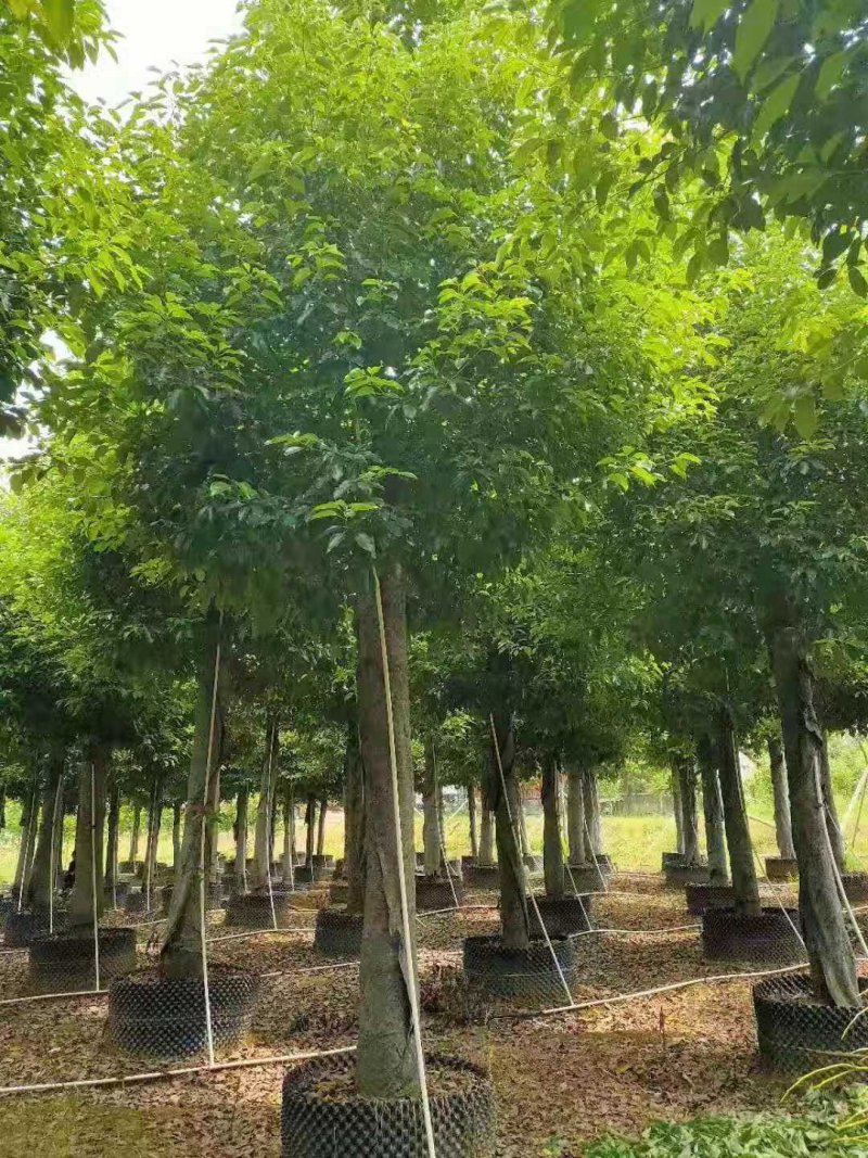 袋苗香樟容器发帽香樟丛生香樟多杆香樟多头香樟