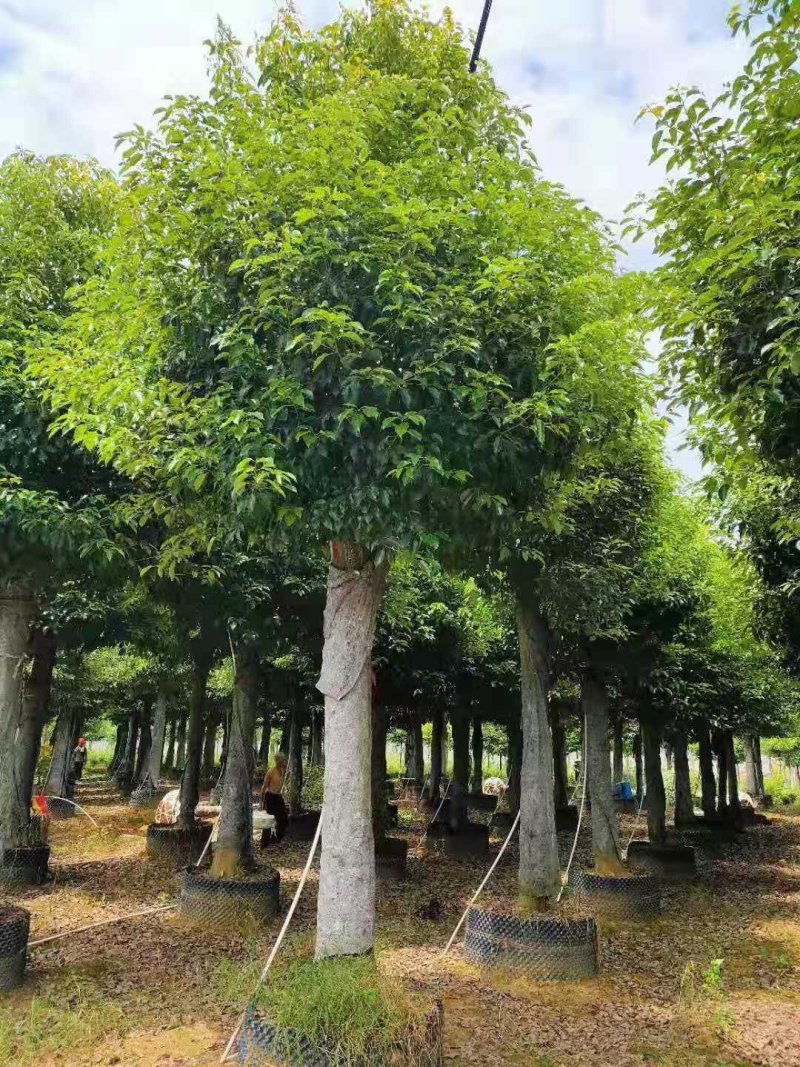 袋苗香樟容器发帽香樟丛生香樟多杆香樟多头香樟