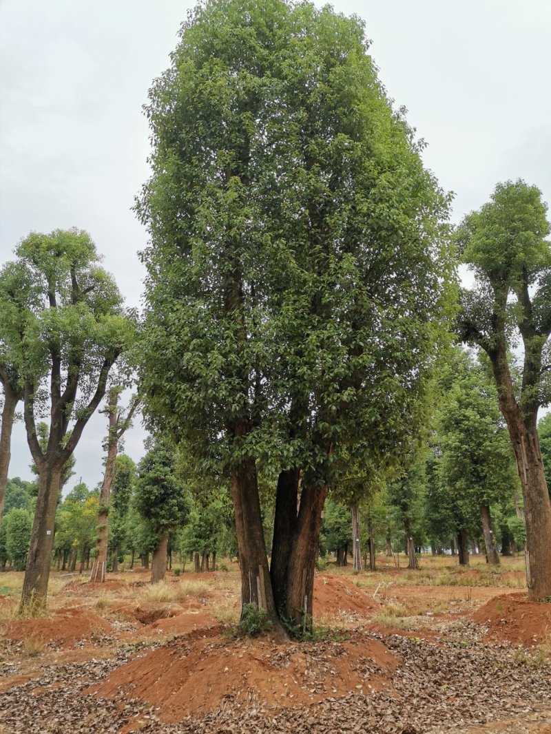 移栽多杆香樟多头香樟丛生香樟自家苗圃基地直供