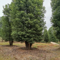 移栽多杆香樟多头香樟丛生香樟自家苗圃基地直供