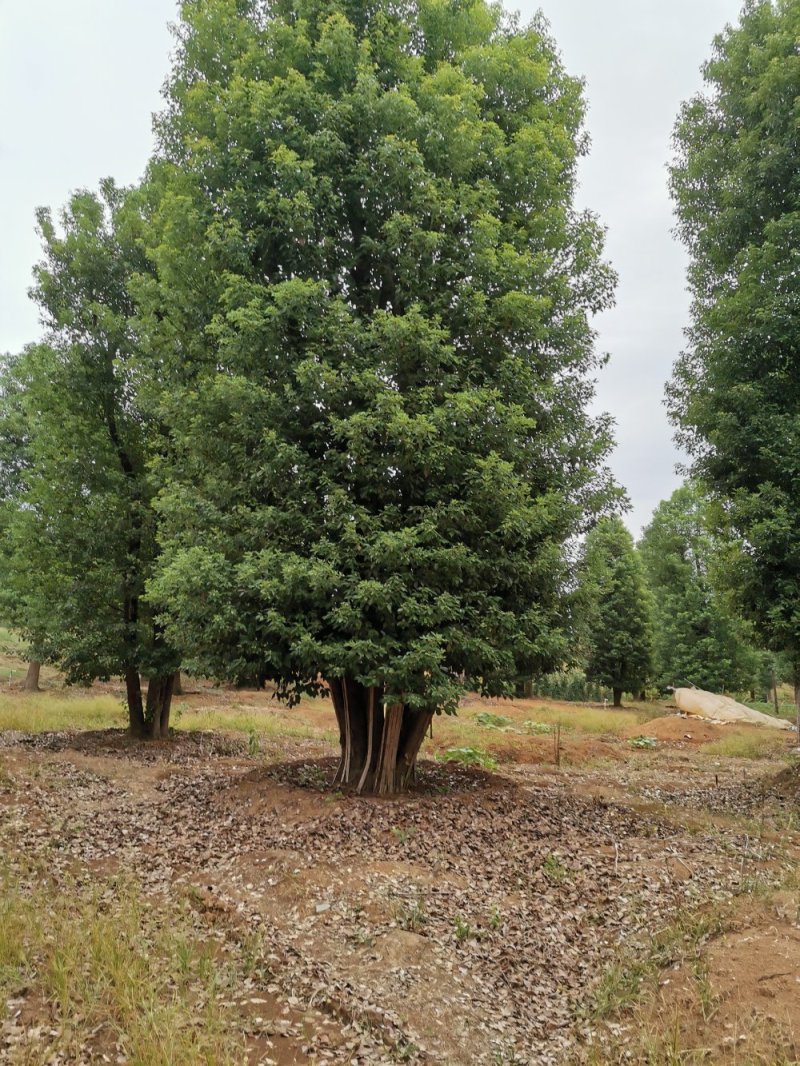 移栽多杆香樟多头香樟丛生香樟自家苗圃基地直供