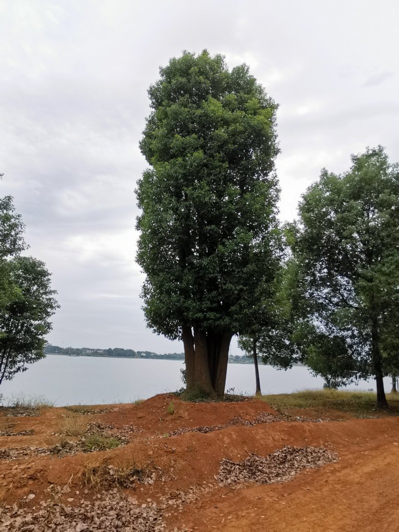 移栽多杆香樟多头香樟丛生香樟自家苗圃基地直供