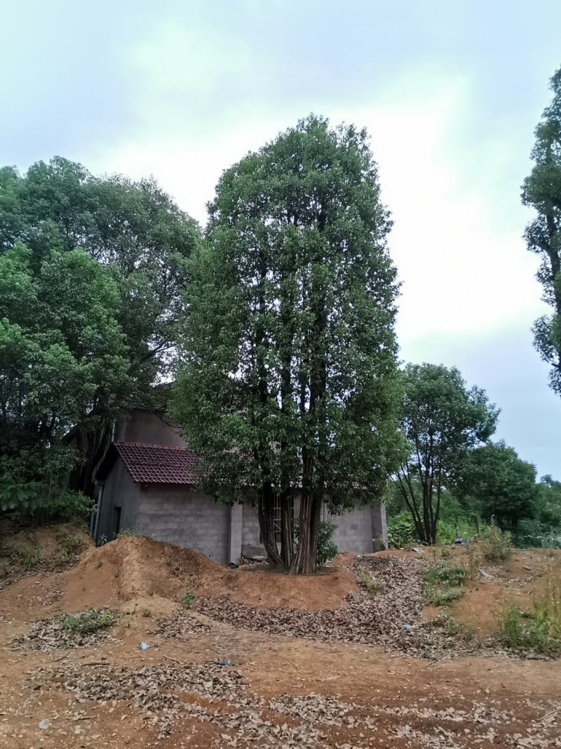 移栽多杆香樟多头香樟丛生香樟自家苗圃基地直供
