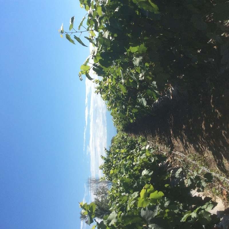 新疆夏黑蜜而脆玻璃脆葡萄