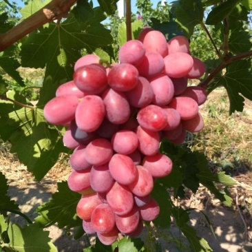 新疆夏黑蜜而脆玻璃脆葡萄