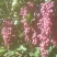 新疆夏黑蜜而脆玻璃脆葡萄