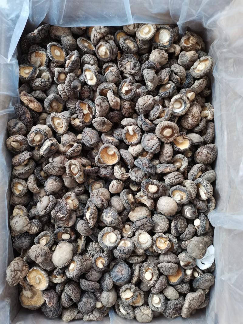 精品干香菇河南西峡特产好香菇一手货源批发全国发货常年供应