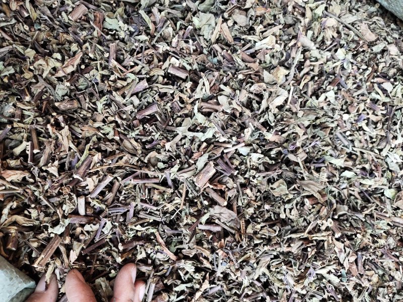 广西猫须草猫须公新货化石草颜色青绿，货源充足