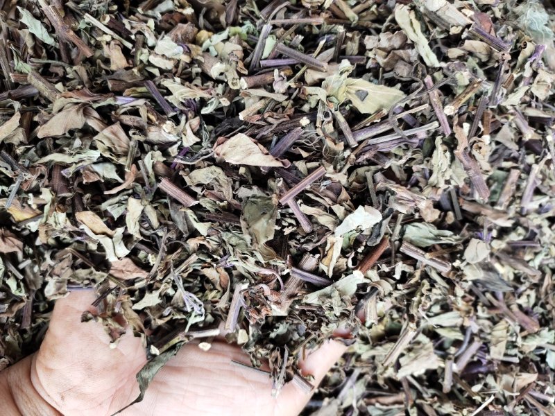 广西猫须草猫须公新货化石草颜色青绿，货源充足