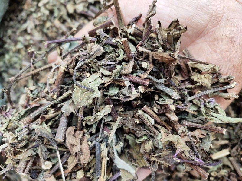 广西猫须草猫须公新货化石草颜色青绿，货源充足