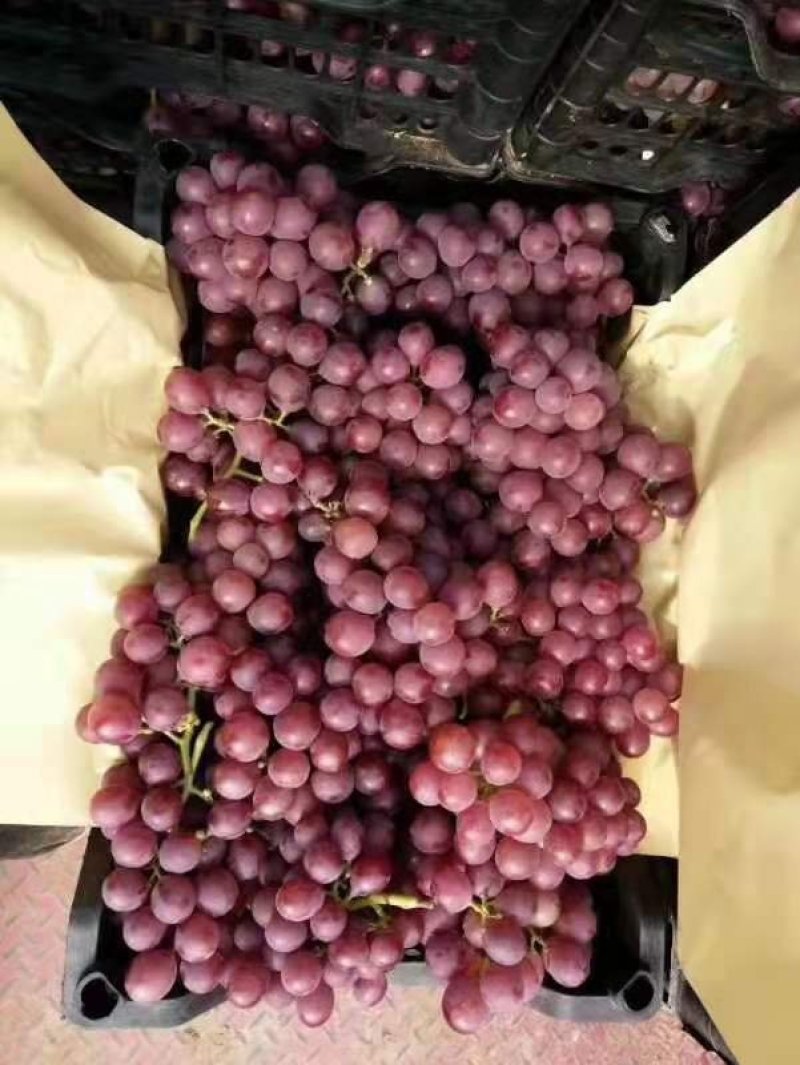 大量新鲜巨峰葡萄（产品由“88农场主联盟”提供）