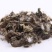 狗肝草,道地药材，质优价实，品质保证，药典标准，一公斤起