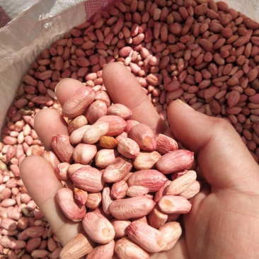 山东菏泽花生米，统货精品，有油料花生米，对接全国
