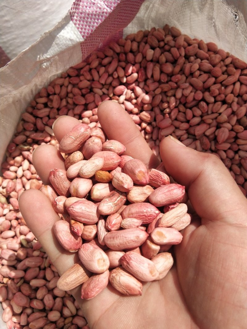 山东菏泽花生米，统货精品，有油料花生米，对接全国