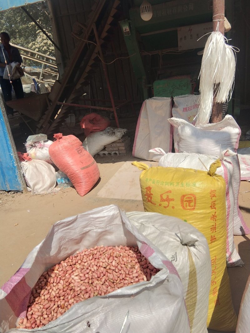 山东菏泽花生米，统货精品，有油料花生米，对接全国