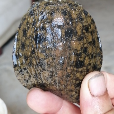 甲鱼苗