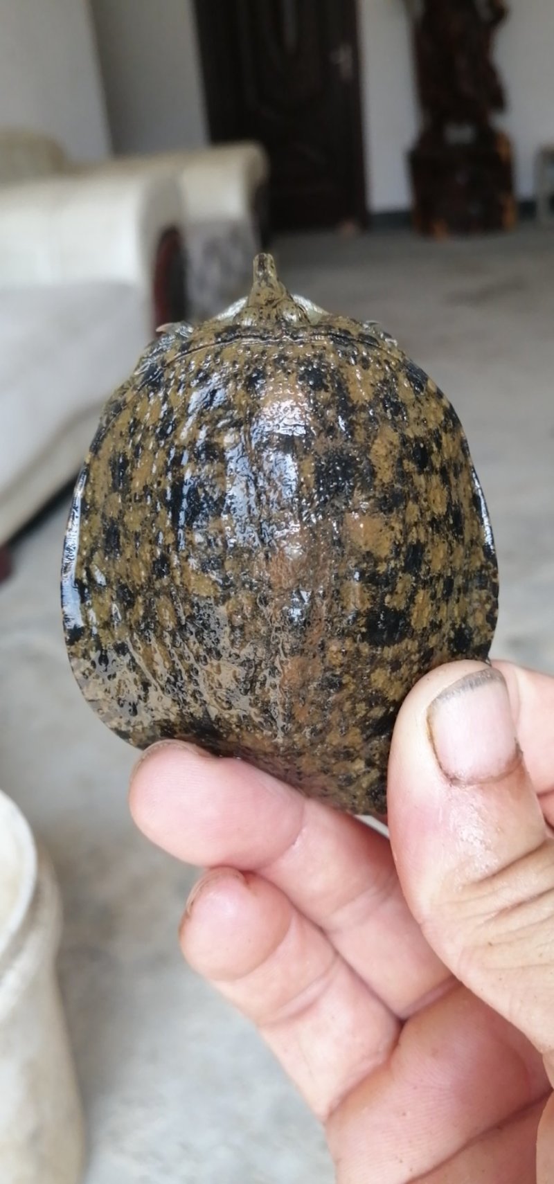 甲鱼苗