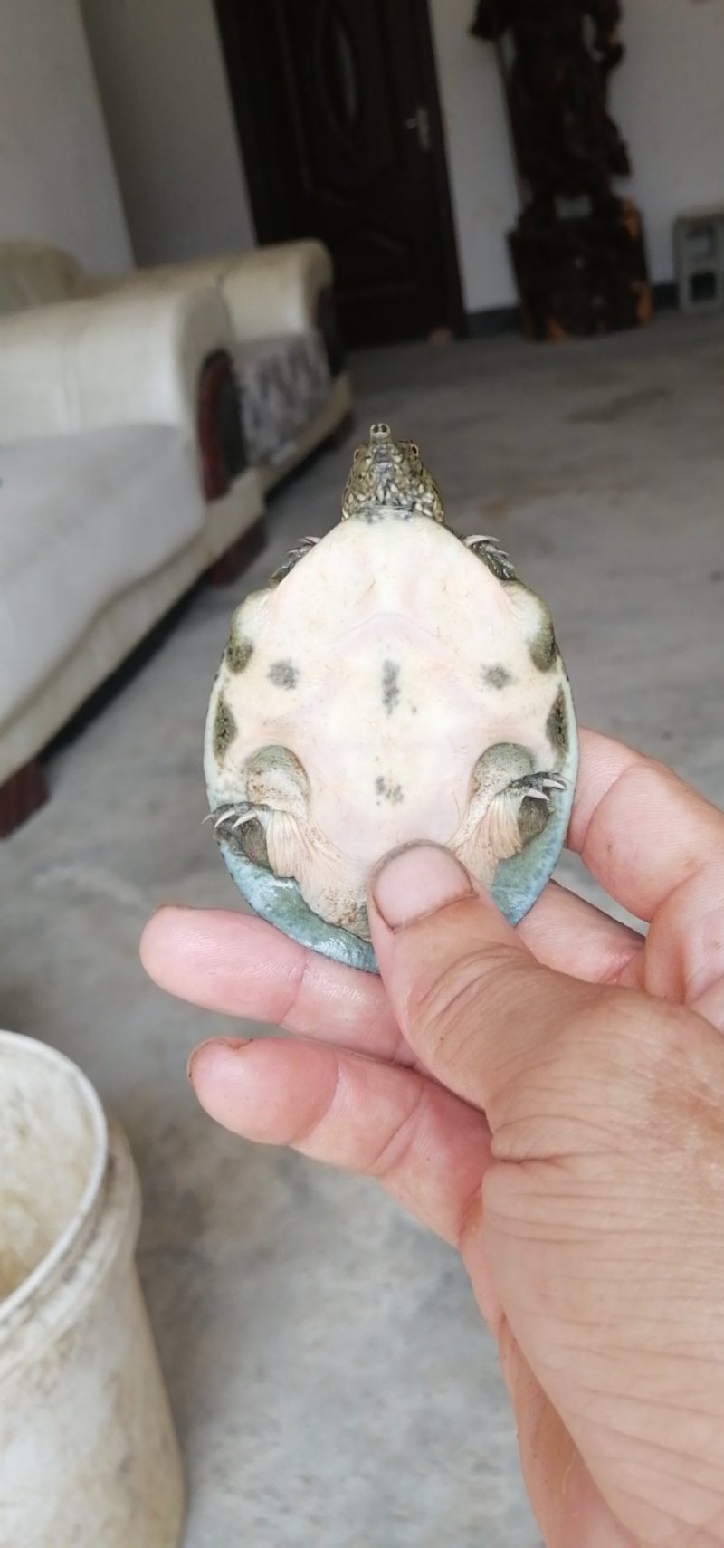 甲鱼苗