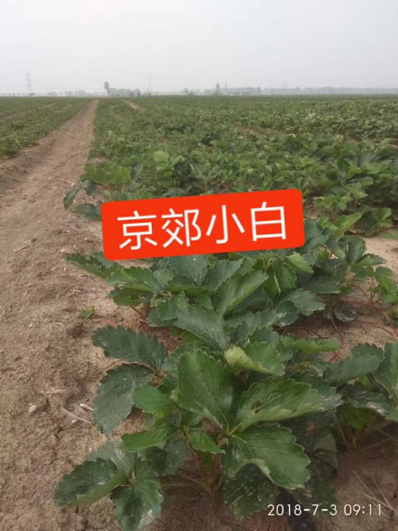 奶油草莓苗红颜草莓苗甜宝妙香草莓苗10~20cm