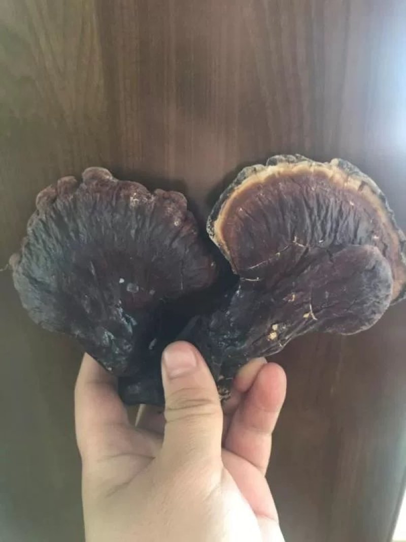 野生灵芝