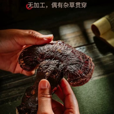 野生灵芝