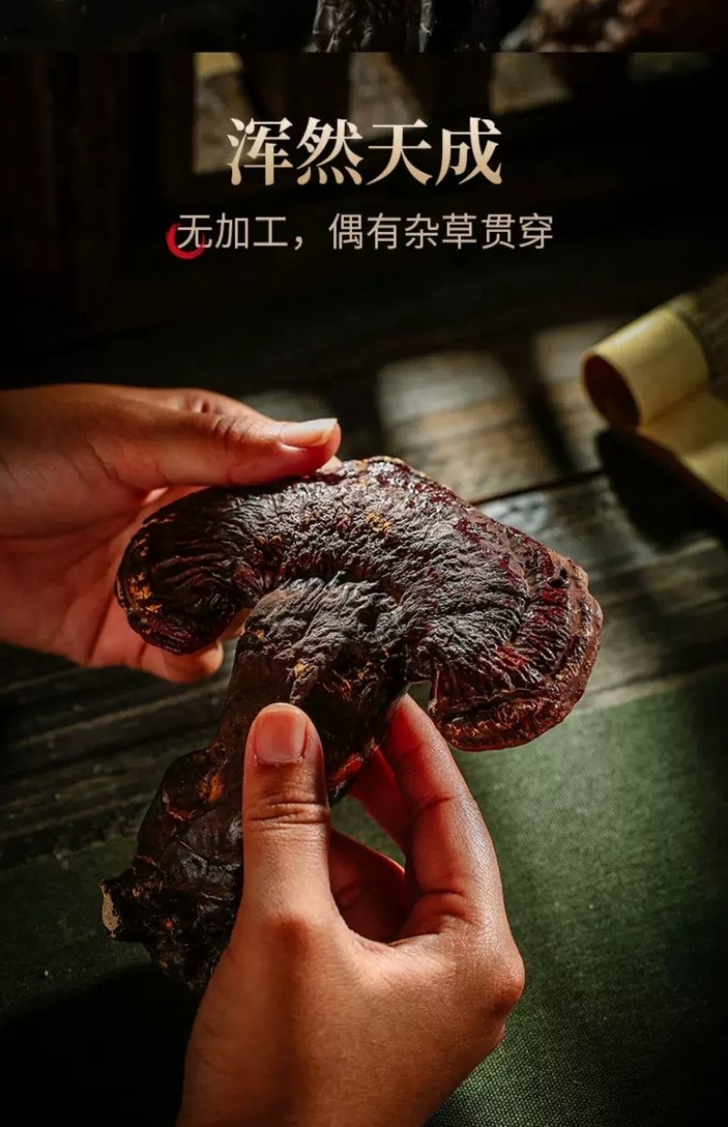 野生灵芝