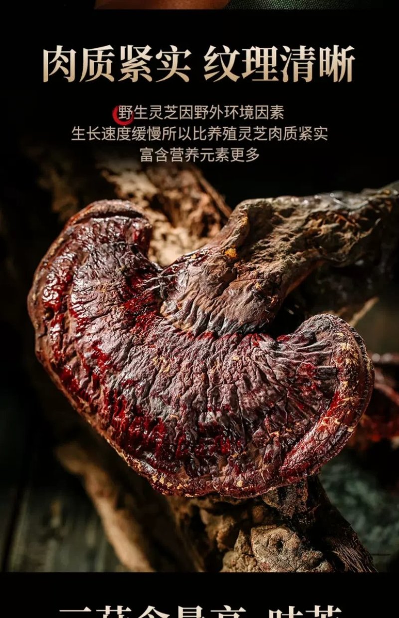 野生灵芝